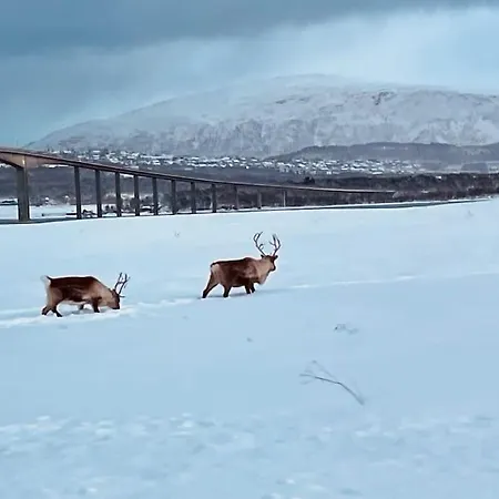 Nydelig Ved Havet Naert Tromso
