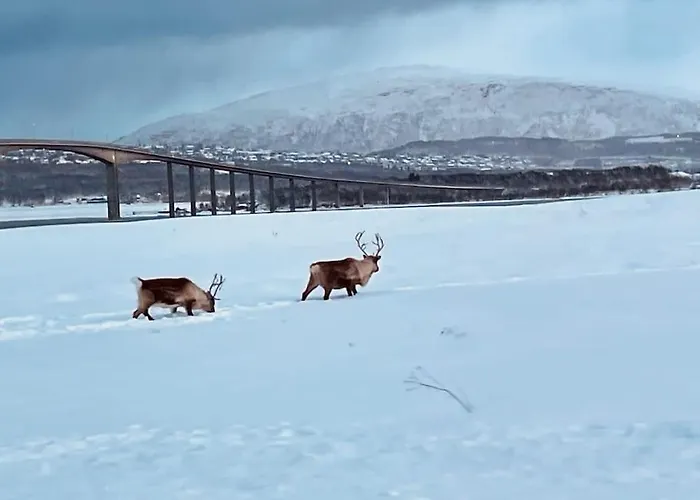 Nydelig Ved Havet Naert Tromsø